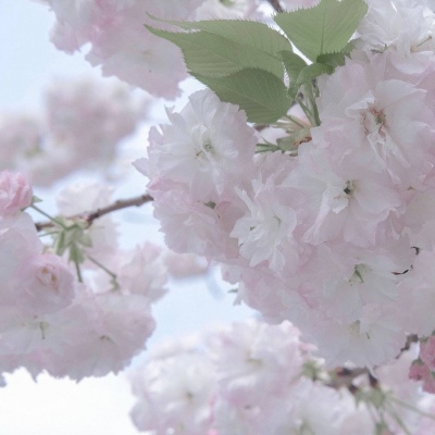 平利福瑞交流群